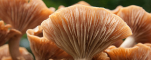 macro shot of mushrooms